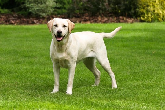 黃色拉布拉多獵犬