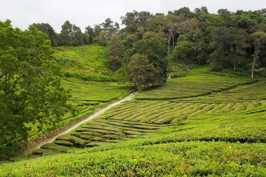 茶田