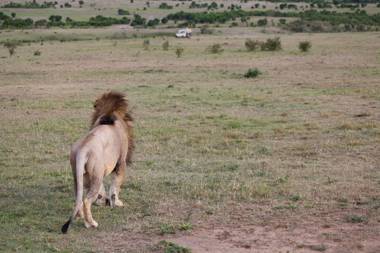 非洲獅（Panthera leo）