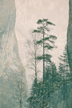 樟子松