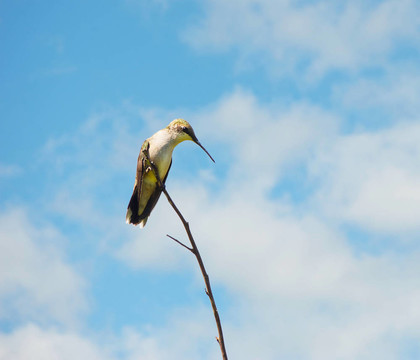 蜂鳥棲息。