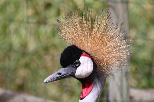 美麗多彩的Grey Crowned Crane
