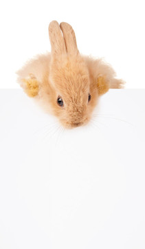 可愛的rabbit_4858（47）.jpg