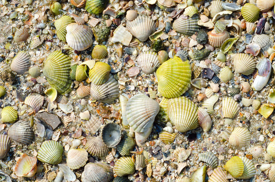 以沙为背景的绿色贝壳