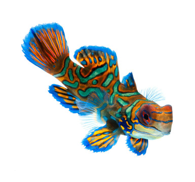 桂魚小龍