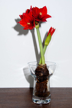 紅孤挺花