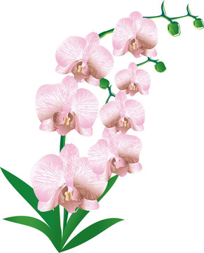 程式化的蘭花