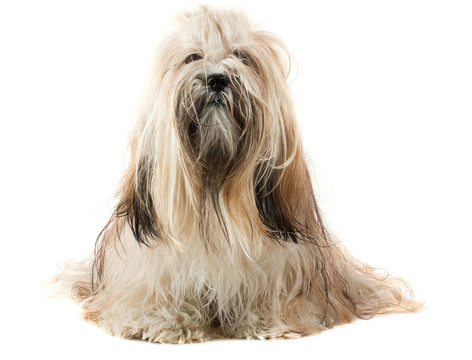 可愛的拉薩犬的狗