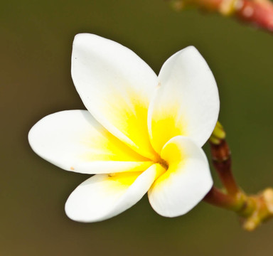 雞蛋花，雞蛋花；