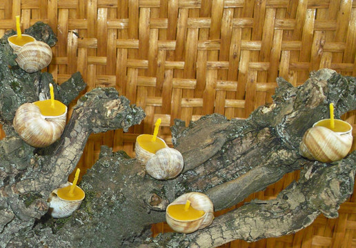 蜂蠟蠟燭蠟燭在蝸牛殼
