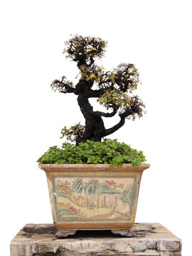 室內(nèi)植物的白色隔離