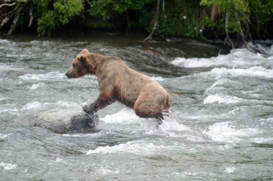 大Brown Bear在河里釣鮭魚