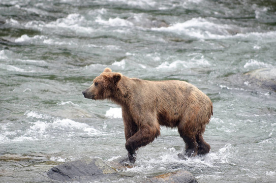 大Brown Bear在河里釣鮭魚