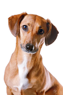 紅色的臘腸犬的畫(huà)像