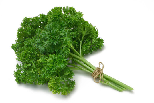 草本植物系列歐芹