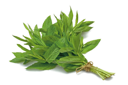 草本植物系列薄荷