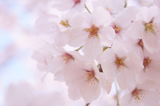 櫻花櫻花