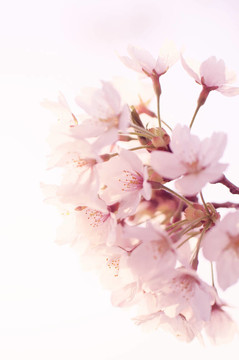 櫻花