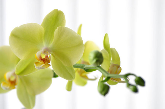 綠色的蘭花