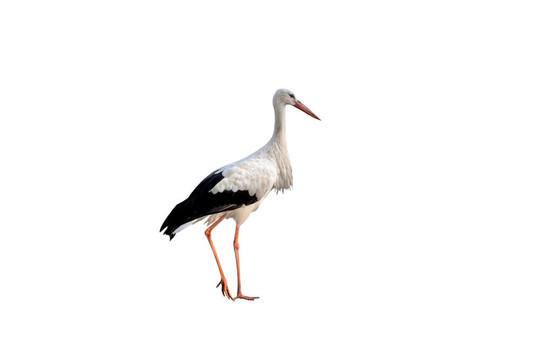 鸛