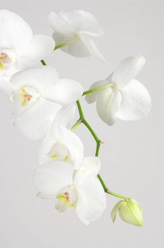 蘭花分會