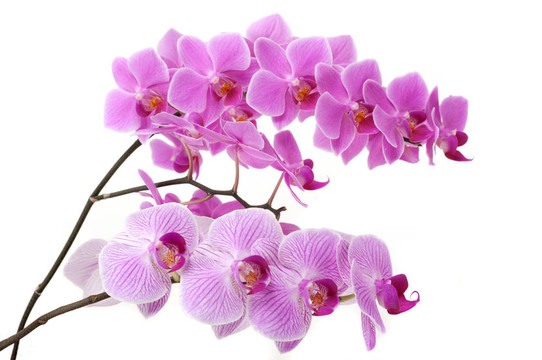 蘭花