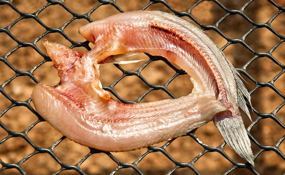 特寫干烏鱧魚