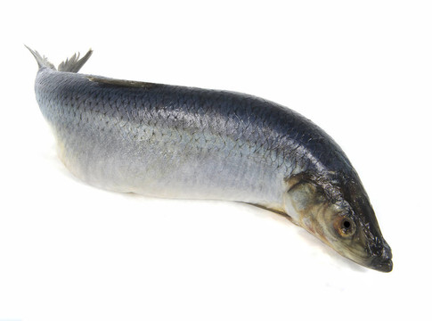 鯡魚