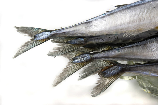 秋刀魚