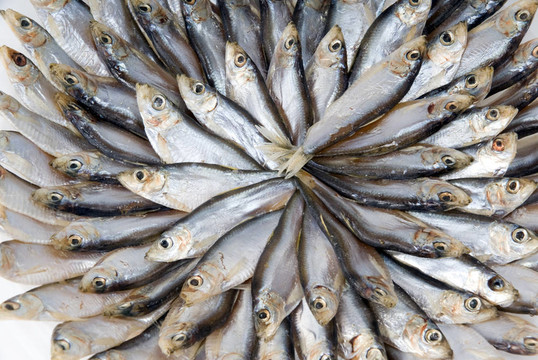鳀魚