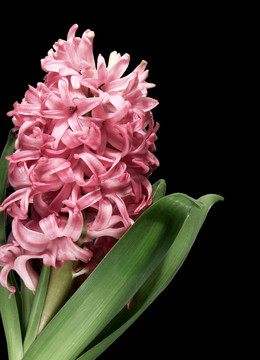 關(guān)閉了粉紅色的風(fēng)信子花