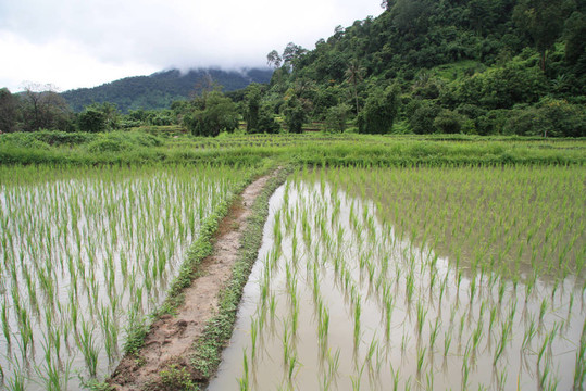 淹沒了Rice paddy