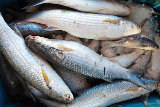 柜臺上生魚