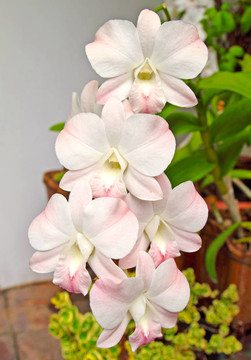 卡特蘭白蘭花在熱帶花園