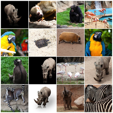 動(dòng)物園里的動(dòng)物成分
