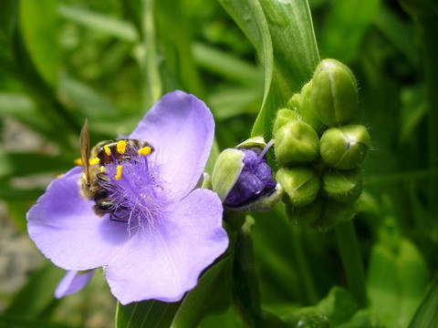 花朵和蜜蜂