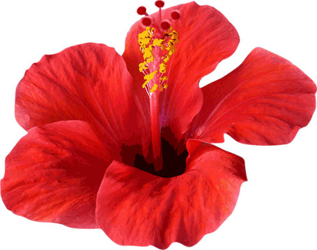 白色花。插畫(huà)。