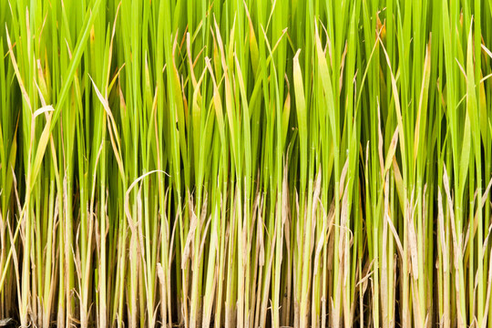 水稻植株