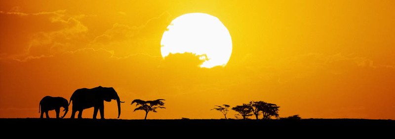 大象在夕陽的剪影