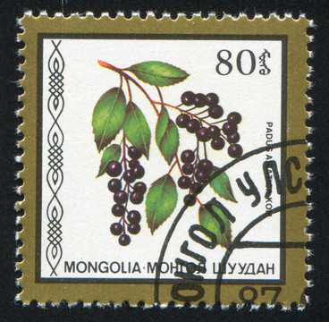 李草