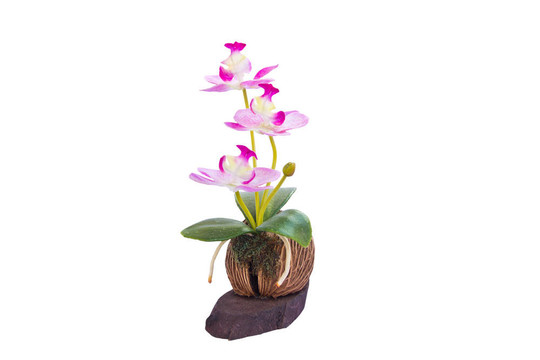 美麗的Orchid Flowers