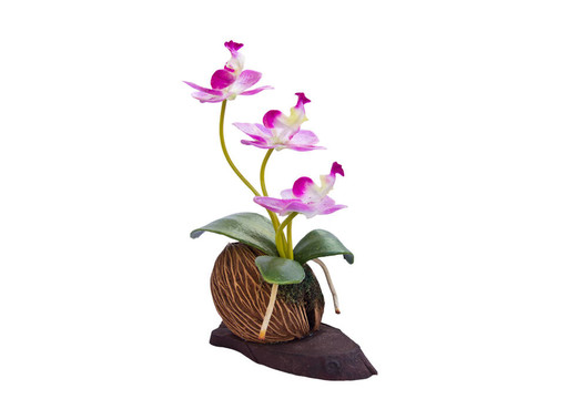 美麗的Orchid Flowers