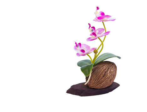 美麗的Orchid Flowers