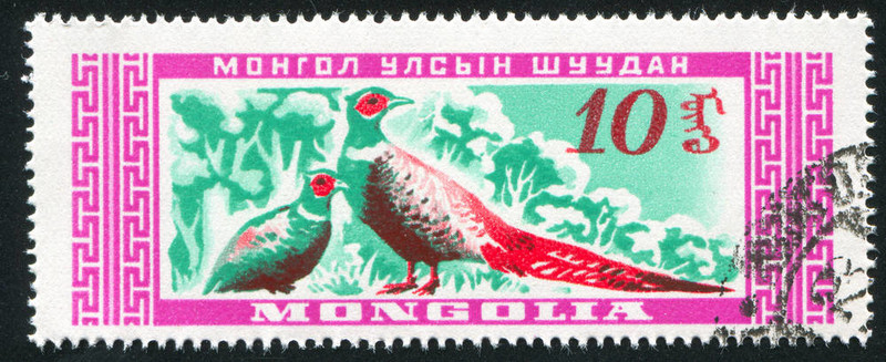 兩只鳥雉