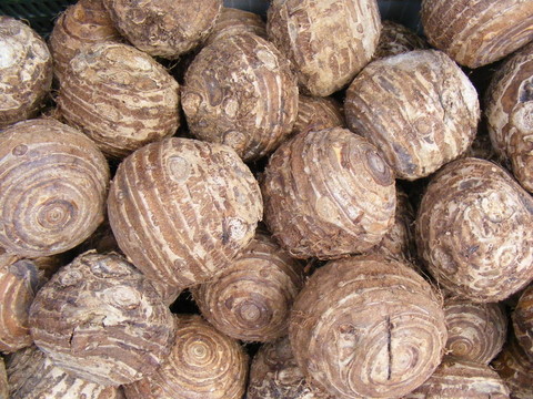 燈泡農(nóng)業(yè)
