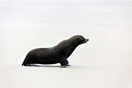 新西蘭海狗（學(xué)名Arctocephalus forsteri）