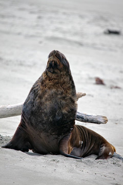 新西蘭海獅（Phocarctos hookeri）
