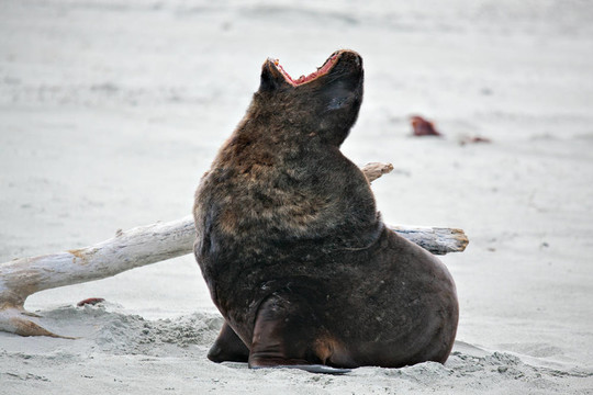 新西蘭海獅（Phocarctos hookeri）