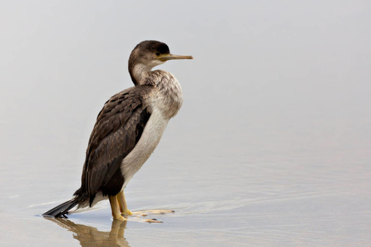 發(fā)現(xiàn)粗毛（Phalacrocorax punctatus）