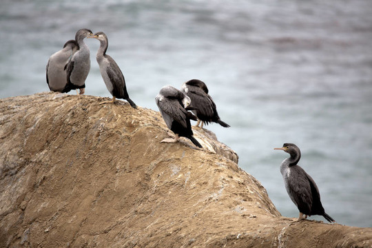 發(fā)現(xiàn)粗毛（Phalacrocorax punctatus）